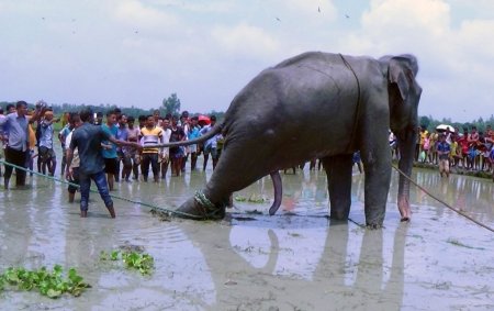 Bangladeş'te fillerin ticari ve eğlence amaçlı kullanımı yasaklandı.